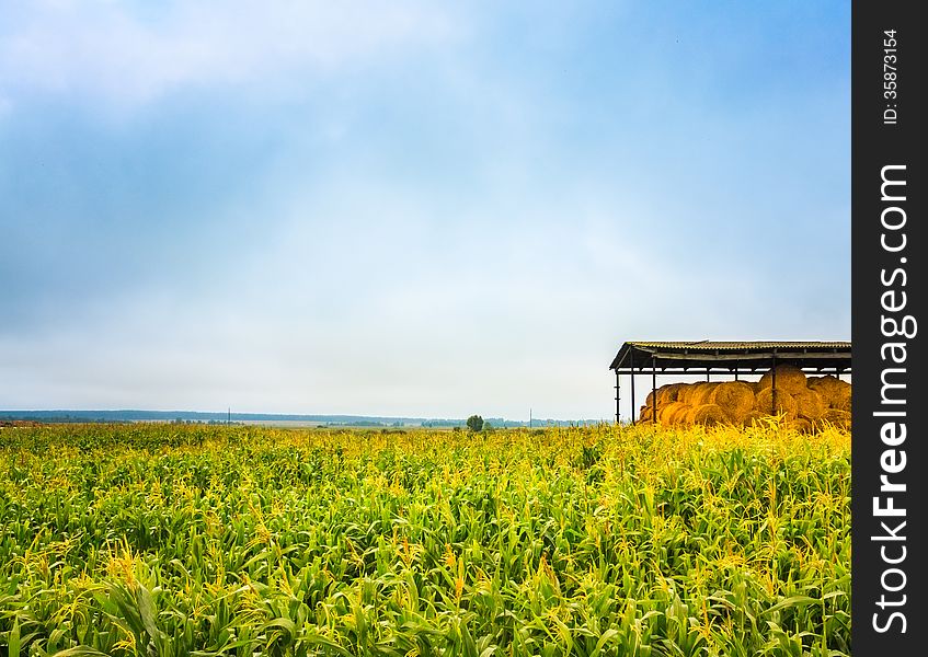 Colorful Corn Field In Summertime And Bales Of Hay