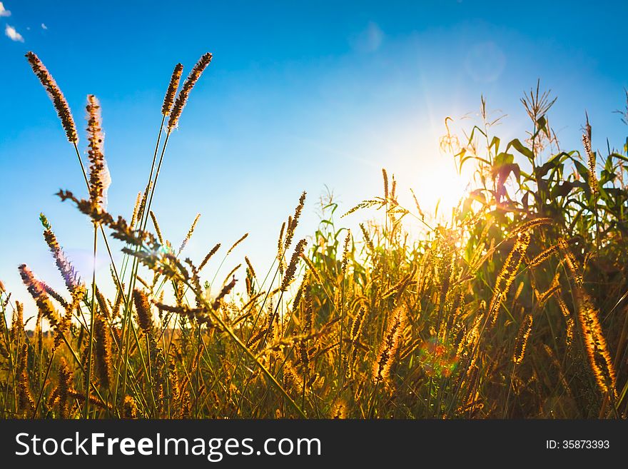 Dry red grass field meadow in sunset sunlight. Dry red grass field meadow in sunset sunlight