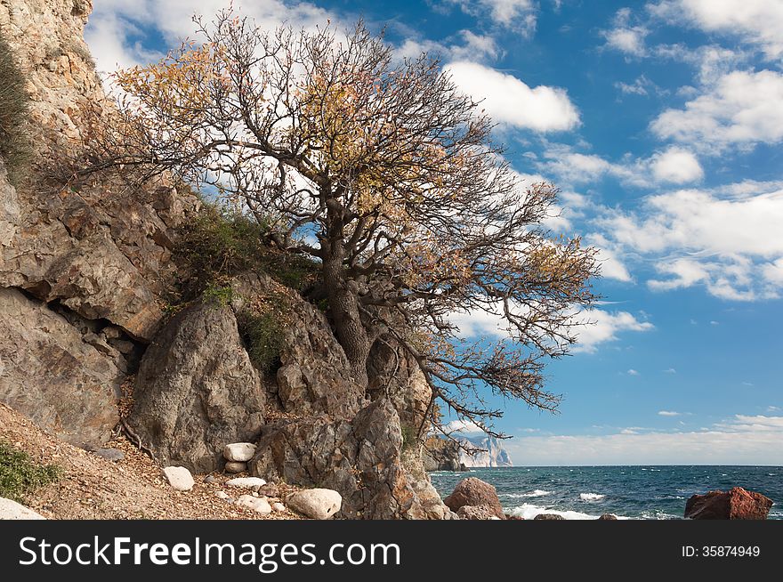 Crimean peninsula, Ukraine, Black Sea coast, on the shore from the rock tree grows on the sea background