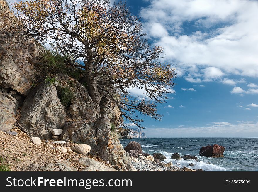 Crimean peninsula, Ukraine, Black Sea coast, on the shore from the rock tree grows on the sea background