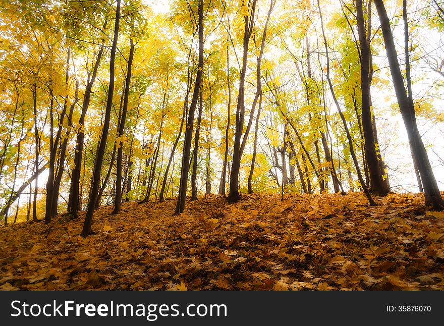 Autumn forest with fallen leaves in the foreground