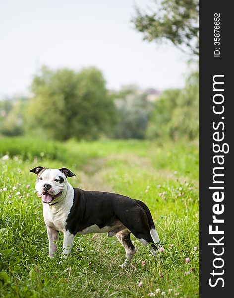 Portrait of American Staffordshire Terrier