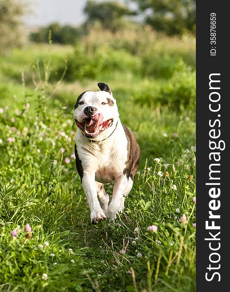 Portrait of running American Staffordshire Terrier