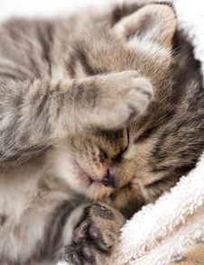 Three Week Sleeping Baby Kitten Portrait Royalty Free Stock Image