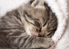 3 Weeks Sleeping Baby Kitten Stock Photos