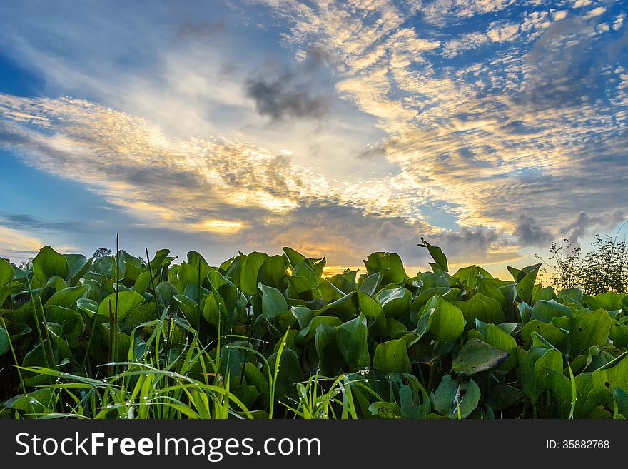 Sunrise on the field in Mekong delta of Vietnam