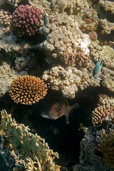 Big Fish Hidden In Reef. Royalty Free Stock Photos Big Fish Hidden In Reef. Royalty Free Stock Photos