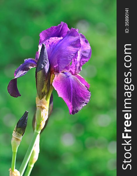 Pretty purple iris on green background