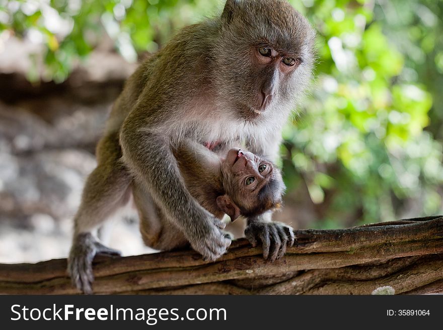 Adult macaque monkey holding a baby. Adult macaque monkey holding a baby