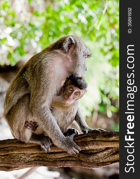 Adult macaque monkey holding a baby, vertical. Adult macaque monkey holding a baby, vertical