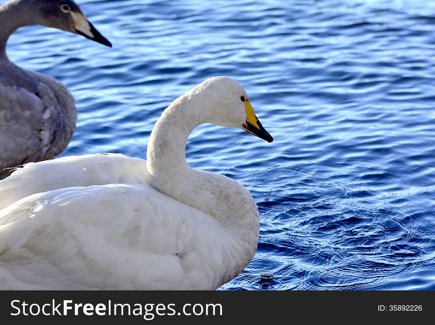 Whooper Swans in a cold lake on a sunny day