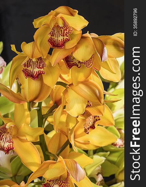Background from yellow flowers of an orchid. Background from yellow flowers of an orchid