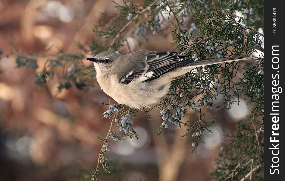 Bird on a cedar tree branch. Bird on a cedar tree branch