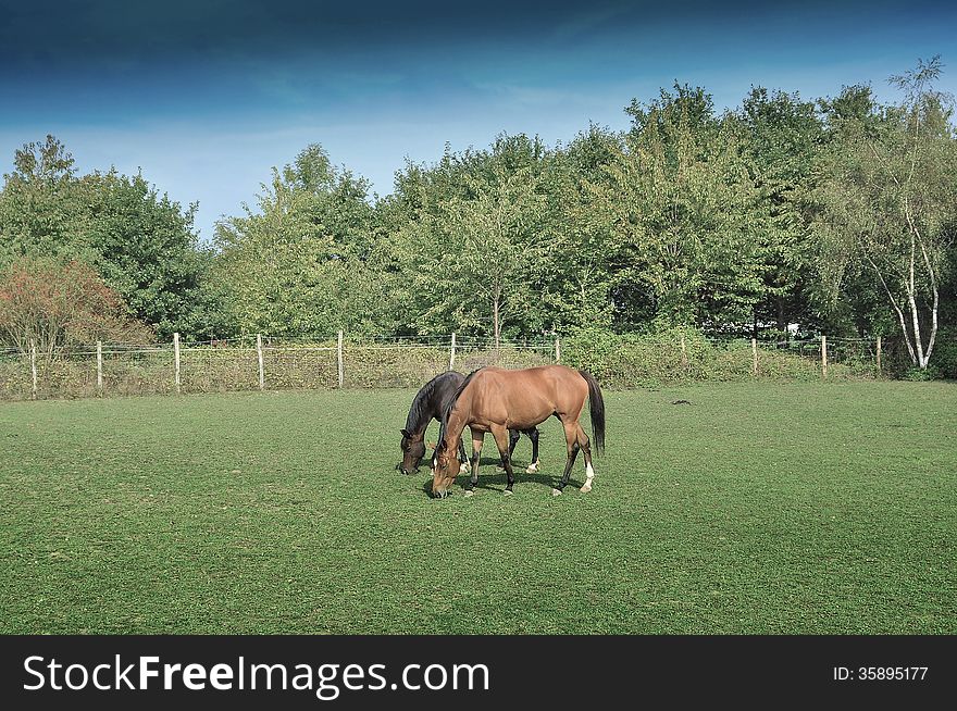 Horses england brown grass tree