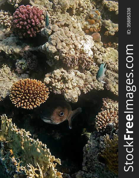 A big porcupinefish hidden in coral reef. A big porcupinefish hidden in coral reef.