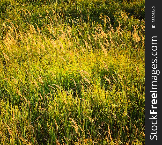 Summer Sunny Green Grass Background