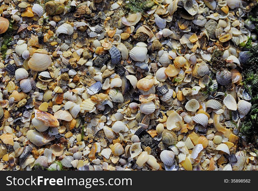 Shells on the shore of the sea