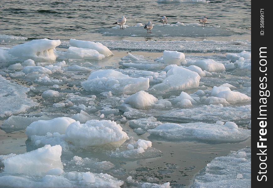 Seagulls On Ice