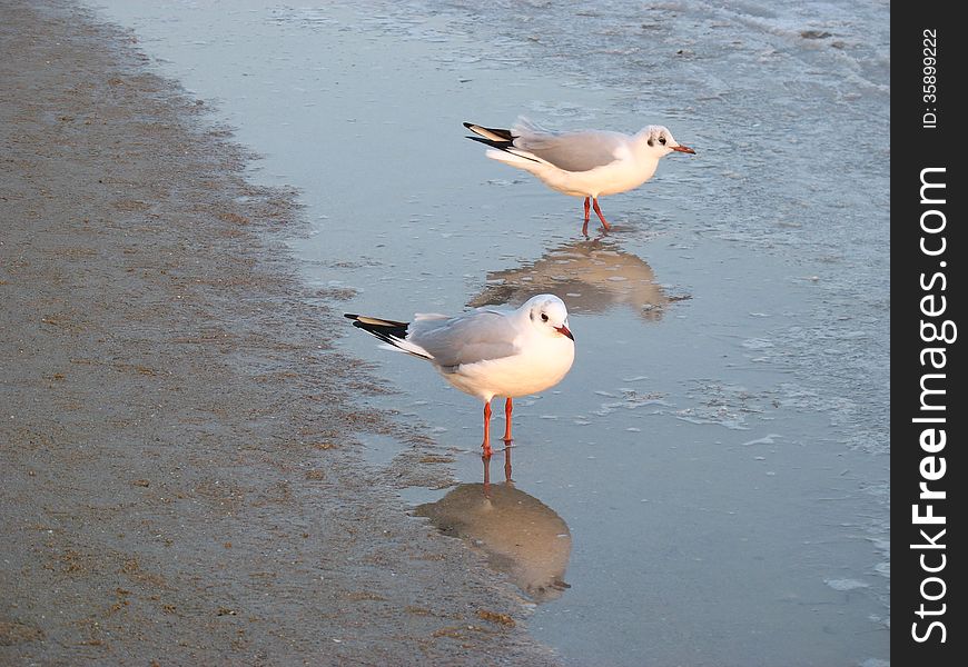 Seagulls on the shore reflected in calm water. Seagulls on the shore reflected in calm water