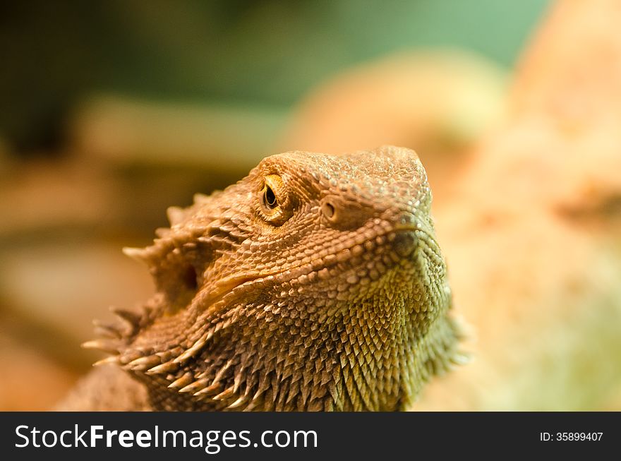 Bearded dragon at new forest owl sanctuary