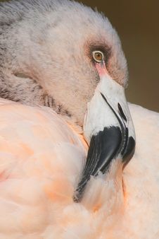 Chilean Flamingo Stock Photo Chilean Flamingo Stock Photo