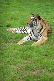 Amur Tiger Stock Image