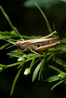 Grasshopper On Blade Of Grass Stock Photography