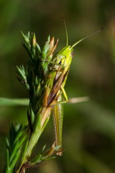 Grasshopper On Blade Of Grass Royalty Free Stock Photo