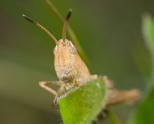 Grasshopper On Blade Of Grass Stock Photos Grasshopper On Blade Of Grass Stock Photos