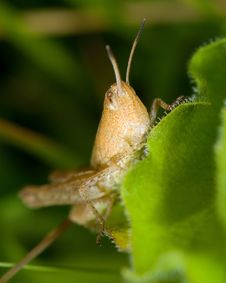 Grasshopper On Blade Of Grass Royalty Free Stock Photo Grasshopper On Blade Of Grass Royalty Free Stock Photo