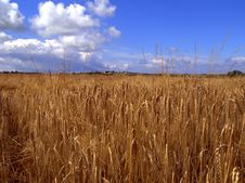 Barley Field In Summer Royalty Free Stock Image Barley Field In Summer Royalty Free Stock Image