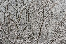 Snowy Branches Stock Photography Snowy Branches Stock Photography