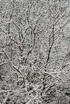Snowy Branches Royalty Free Stock Photos Snowy Branches Royalty Free Stock Photos