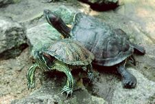 Two Turtles On Stones Royalty Free Stock Photo Two Turtles On Stones Royalty Free Stock Photo