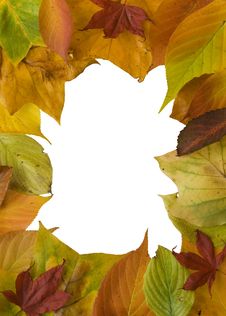 Colourful Autumn Leaf Frame Stock Photography Colourful Autumn Leaf Frame Stock Photography