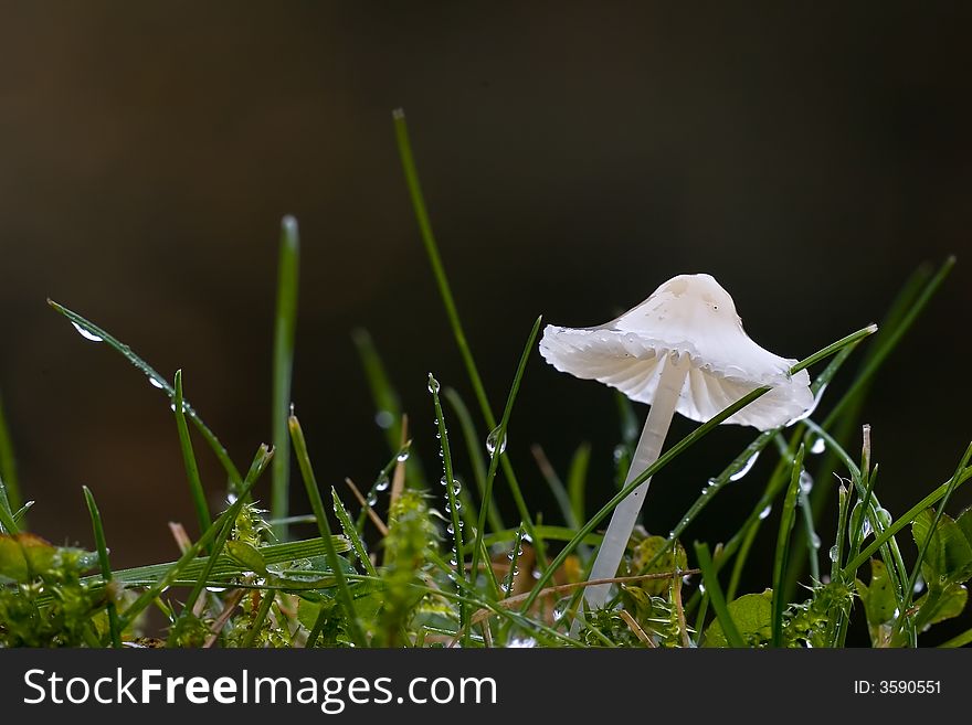 A small brightly colored wet  mushroom or fungi in its natural environment with an even background. A small brightly colored wet  mushroom or fungi in its natural environment with an even background