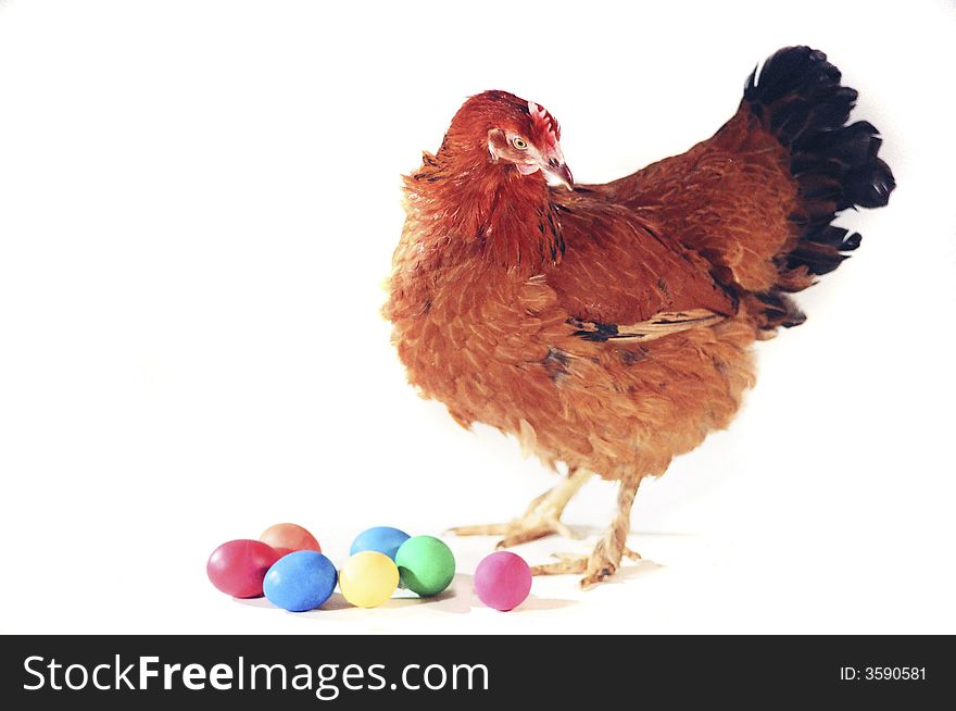 Hen on a white background