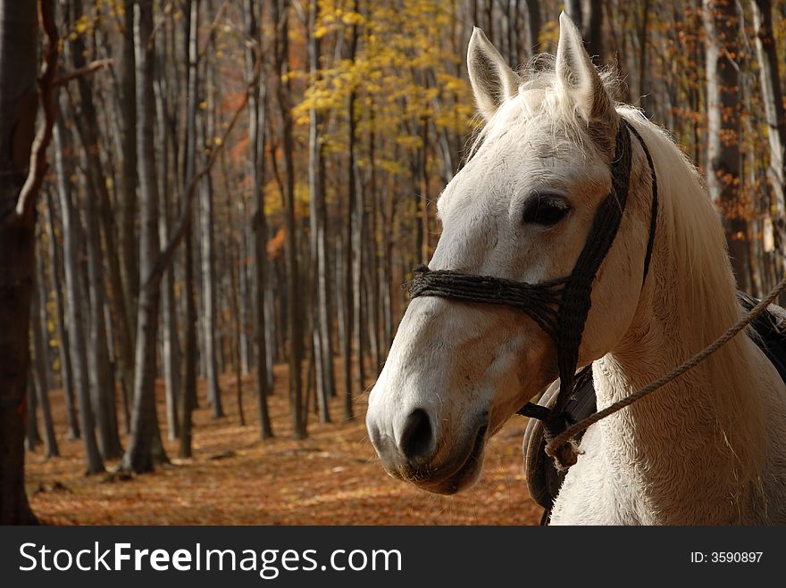 White horse in the forest