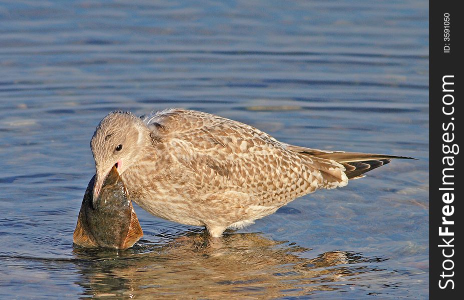 A seagull catching a fish. A seagull catching a fish