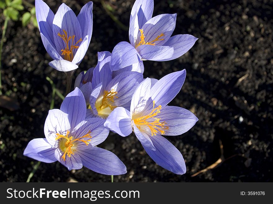 Crocus fine (Crocus speciogus), the top view