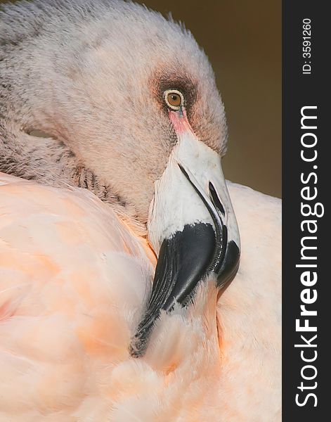 A Chilean flamingo in a zoo grooming itself.