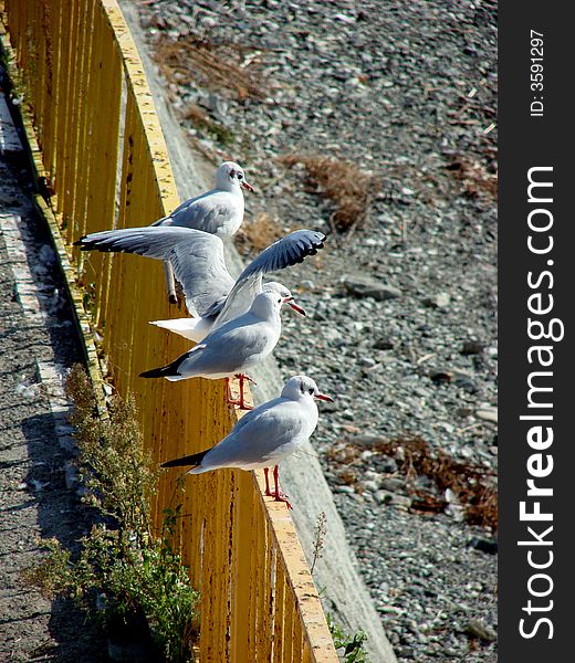 Four seagulls on a yellow fence