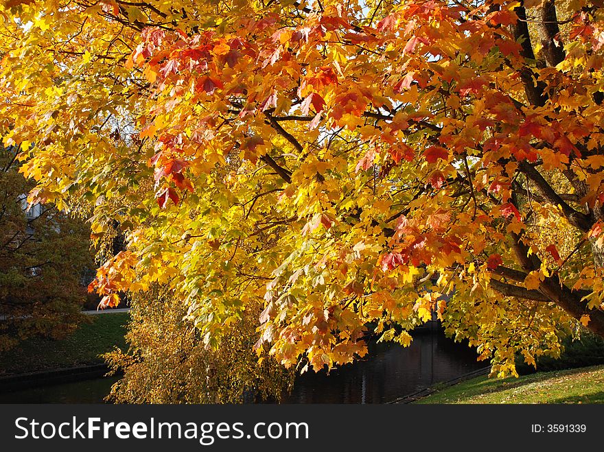 Maple in the autumn in a sunny day