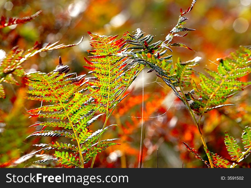 Autumn, bright paints of autumn. Autumn, bright paints of autumn