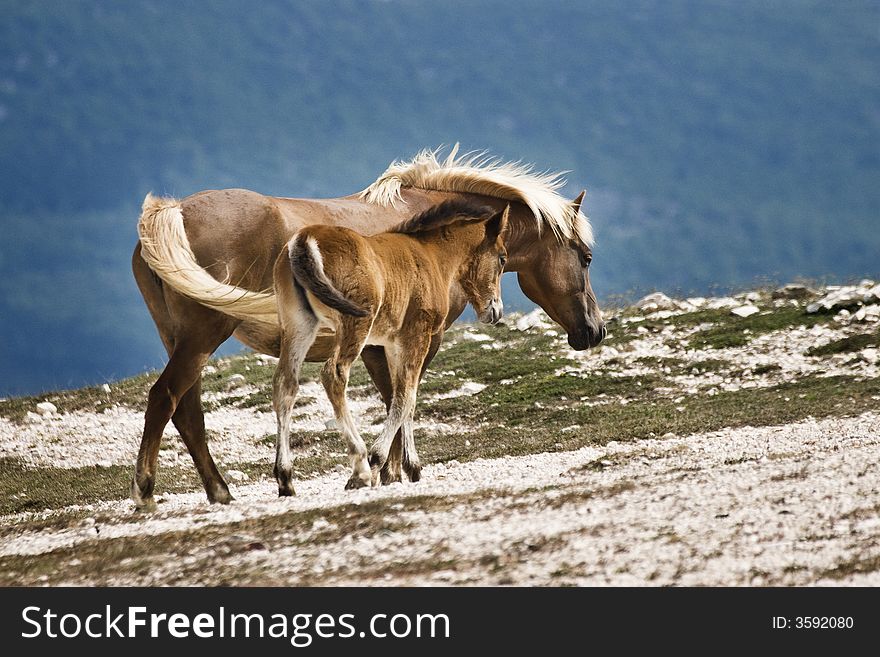 A mare and a youngster horse walking together. A mare and a youngster horse walking together