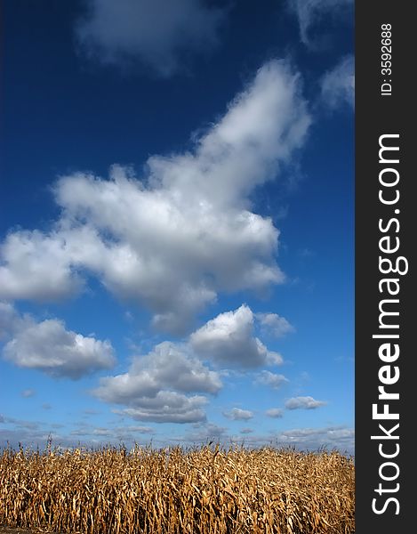 Corn field and blue sky with nice white clouds. Corn field and blue sky with nice white clouds