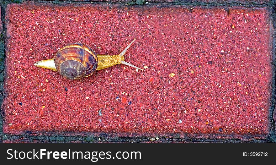 Snail on the stone pavement