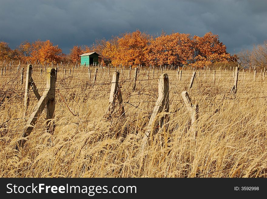 Poles of abandoned vineyard covered by golden grass with small hut and bunch of trees