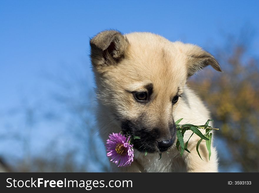 Puppy dog hold flowers in mouth on blue sky background. Puppy dog hold flowers in mouth on blue sky background