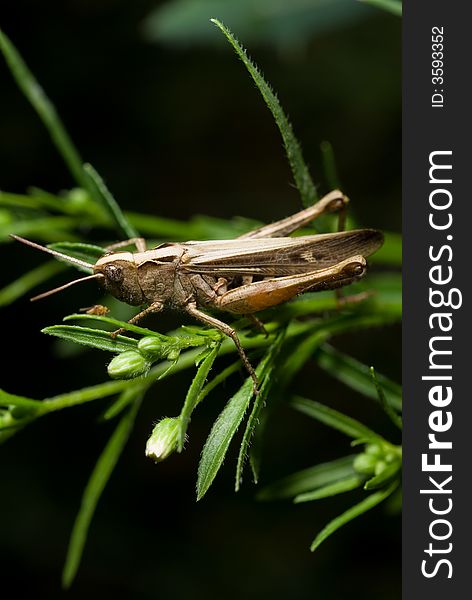 Grasshopper On Blade Of Grass